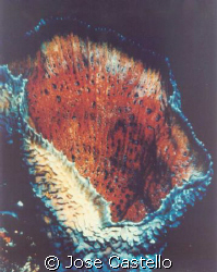 rainbow sponge, it atracts me for its color, even at 80 f... by Jose Castello 